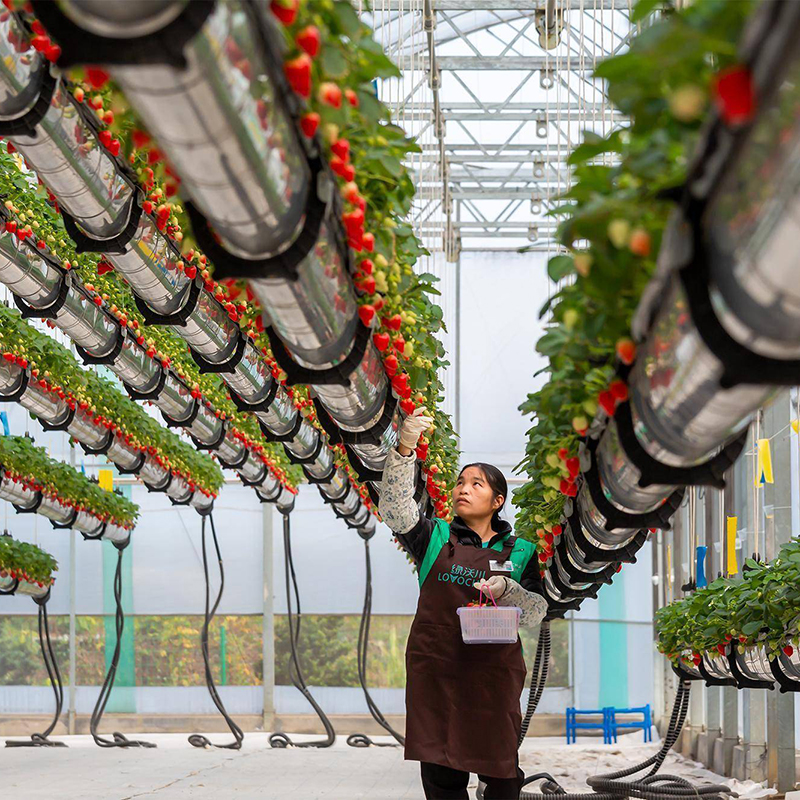 衢州市植物工厂空中草莓 - 价格