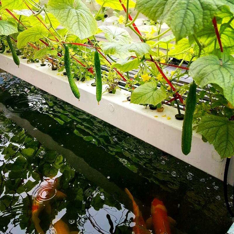 衢州市蔬菜大棚鱼菜共生 - 哪里好