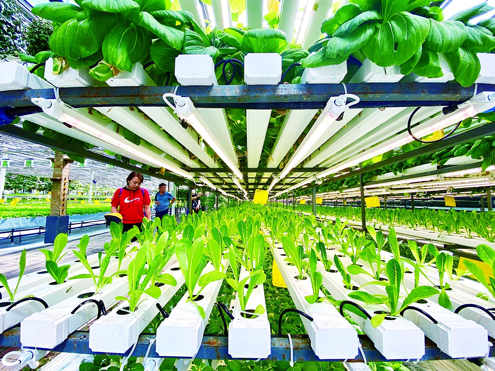衢州市苗床蔬菜大棚 - 推荐